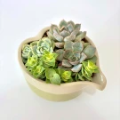 Heart-shaped planter with arrangement of pale green and blue-green succulents.