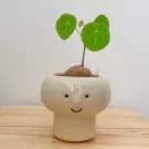 Stephania erecta plant with round leaves in a smiling face pot on a wooden surface.
