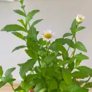 White Small Daisy Plant - 33cm