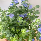 Close-up of a bushy ground morning glory plant with numerous small, vibrant blue flowers and fuzzy green leaves.