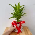 Dracaena sanderiana in ceramic pot - Dracaena Sanderiana