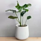Monstera plant in a white Bella-shaped pot with textured finish on a wooden surface.