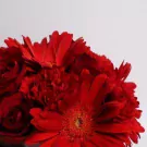 Close up of a lush bouquet of vibrant red gerberas, carnations, and roses.