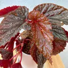 Begonia Benigo Pink - Begonia benigo pink