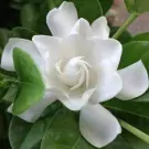 Close-up of a white Gardenia flower with lush green leaves.