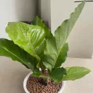 Anthurium Renaissance Plant - 90cm