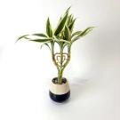 Lucky Bamboo plant with variegated leaves in a ceramic pot, shaped into a heart with gold wire.