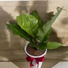 Anthurium Renaissance Plant - 90cm