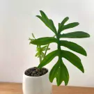 A philodendron plant with deep green, lobed leaves in a white ceramic pot.