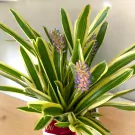 Matchstick Bromeliad Flowering Plant - 35cm