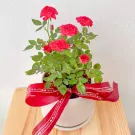 Miniature Red roses in a Ceramic pot - miniature red roses
