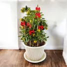 Potted orange tree with green leaves and small orange and green fruits, decorated with red bows.