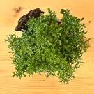 Overhead view of a lush green Murraya Paniculata bonsai plant in an 11cm pot, with a piece of bark.