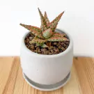 Aloe 'Pink Blush' - Aloe Pink Blush