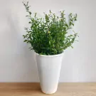 White Daisy Plant - 70cm