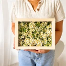 Woman holding a wooden frame filled with camomile daisies.