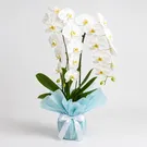 White Orchid Phalaenopsis – 2 Plants 1