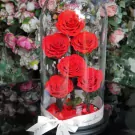 Six preserved red roses in a glass dome, adorned with a white ribbon, on a dark surface with a floral background.