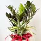 Variegated Zanzibar Gem and dark leaf plants in white pot with red ribbon.