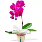 Unity in Purple Orchid - Unity in Purple