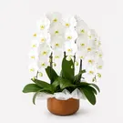 Majestic Orchids Vase 1