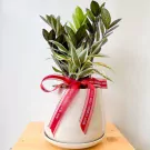 A potted Zanzibar Gem and Belgian Evergreen plant with a red ribbon, on a wooden surface.