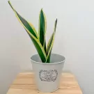 Sansevieria Black Superba Plant - Superba Plant