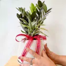 Potted Zanzibar Gem and Belgian Evergreen plants with a red ribbon.