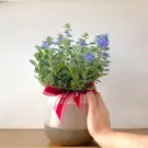 A hand holds a potted Ground Morning Glory plant with blue flowers and a red ribbon, set against a white background.