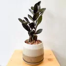 A Zanzibar Gem (ZZ Plant) with dark, glossy leaves in a beige, gray, and brown pot with light brown pebbles.