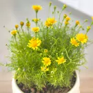 Yellow Daisy Flower Plant - 25cm