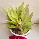 Lucky Tree Plant - 65cm