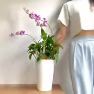 A person in a white top and light blue pants stands next to a potted purple orchid.