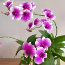 Close-up of a vibrant purple and white Dendrobium Yaya Victoria orchid plant in a pot.