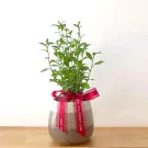 White Small Daisy Plant - 33cm