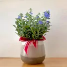 Blue ground morning glory plant in a two-tone ceramic pot with a red "Best Wishes For You" ribbon.