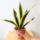 A Dracaena Trifasciata snake plant in a pink pot, held by a hand.