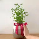 White Small Daisy Plant - 33cm