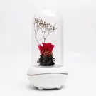 Rose Diffuser