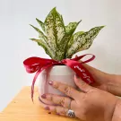 Hands holding a potted Aglaonema plant with white and green variegated leaves, tied with a red ribbon.
