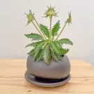 Dorstenia Foetida Indoor Plant - Dorstenia