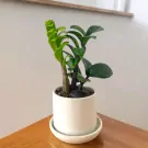 Zamioculcas Zamifolia Desk Plant - 25cm