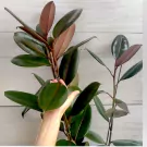 Hand holding large, dark green rubber tree leaf of a 170 cm plant with red-tinged new growth.