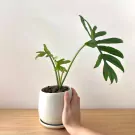 Hand holding a white ceramic pot with a Philodendron indoor plant with lobed leaves.