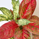 Red and green variegated leaves of an Aglaonema plant with white specks.