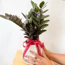 Black ZZ plant in white pot with red "Best Wishes For You" ribbon, held by hands.