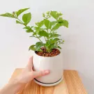 Jasminum Sambac in Ceramic Pot - Jasminum Sambac