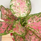 Aglaonema Tricolor Indoor Plant - Tricolor