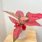 Pink Aglonema Lucky Plant - Lucky Plant