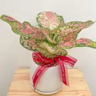 Aglaonema Tricolor Indoor Plant - Tricolor